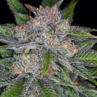 Blue Alien