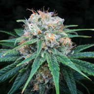 Sour Tsunami