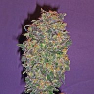 Chocolate Kush