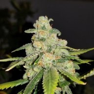 Charlie Sheen OG