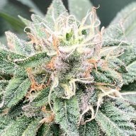 Huckleberry