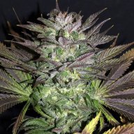 Grape God
