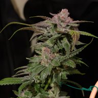 Royal Kush