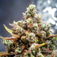 CBD Kush