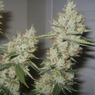 Abusive OG Kush