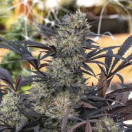 Chocolate Hashberry