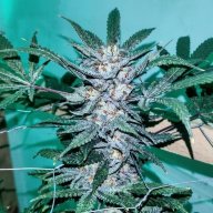 Conspiracy Kush