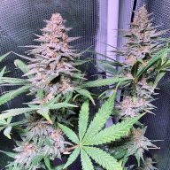 Cheese Candy