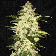 Chocolate Chunk