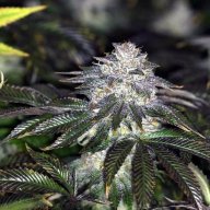 Death Bubba