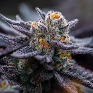 Gelato #33