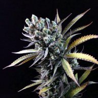 Chocolate Haze