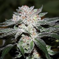 Sour Bubba