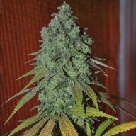Cherry AK-47