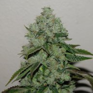 Ghost OG Kush