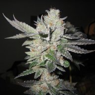 Bubba Kush (Katsu)