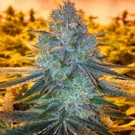Extreme OG