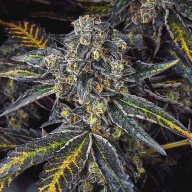 Blue Sherbert