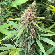 Frisian Dew