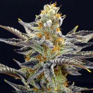 Orange Cookies