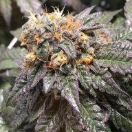 Grandpa's Breath