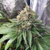 Carmel Cough