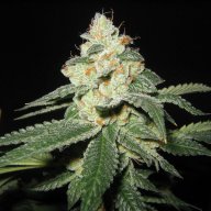 SFV OG Kush
