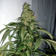 Hashberry
