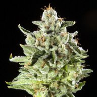 Boss OG