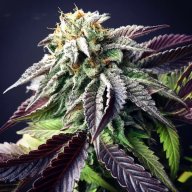 Cannadential