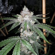 Caramel Candy Kush
