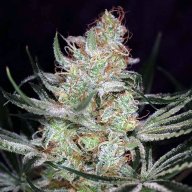 Jack the Ripper