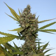 CBD Critical Cure