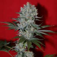 Chemwreck