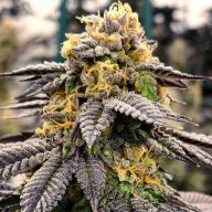 Grape Inferno