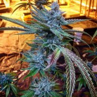 Hell Raiser OG
