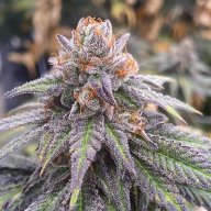 Ken's Kush