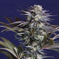 Ghost Train Haze