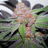 Grape Ape