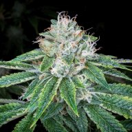 Supermax OG