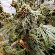 Ghost Rider OG