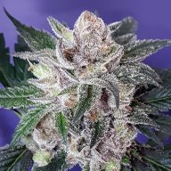 Black Raspberry