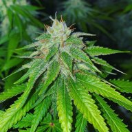 Fruity Widow