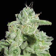 California Orange Cheese