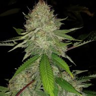 Cheese Dawg