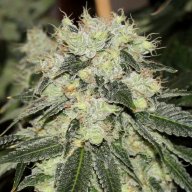 Chem Berry Diesel