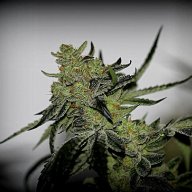 Cherry Fuel