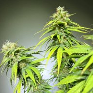 Cookies Haze