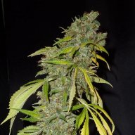 Casey Jones