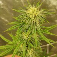 Critical Purple Kush